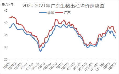 廣東生豬價格最新動態分析