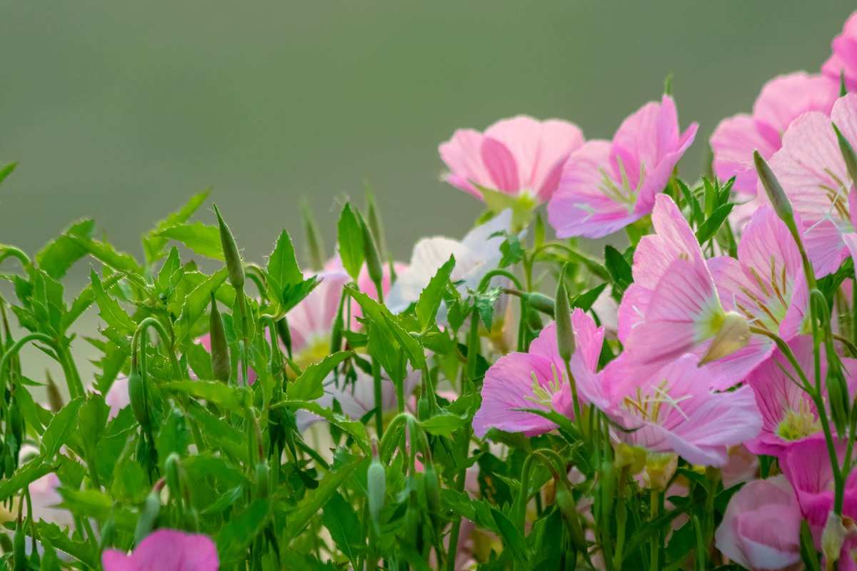 初夏若雨等花開，花開盛景待你賞