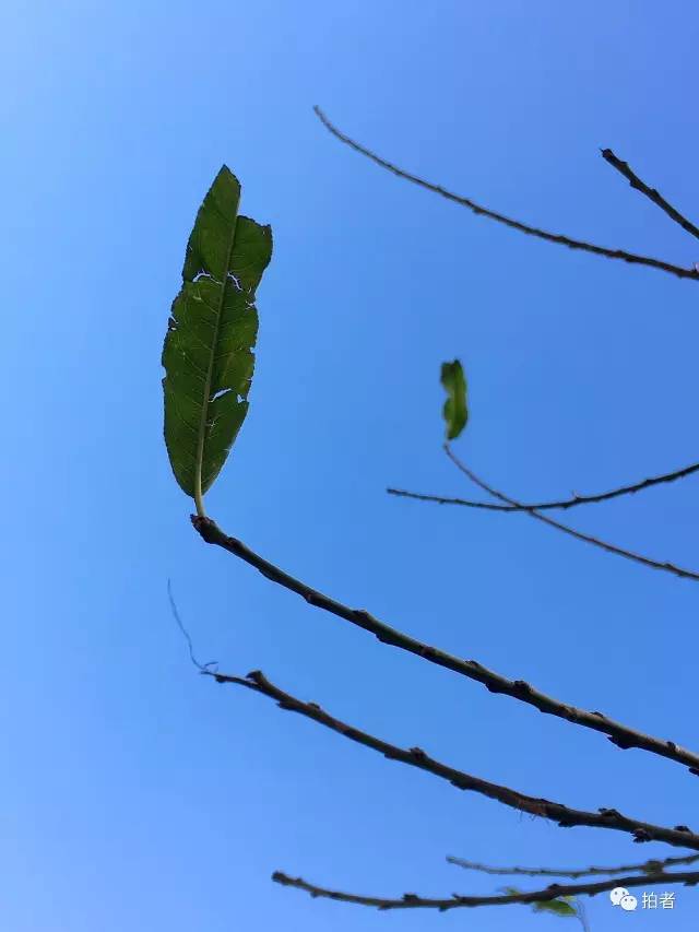 孤獨(dú)葉子視頻最新動(dòng)態(tài)探索，本月更新解讀