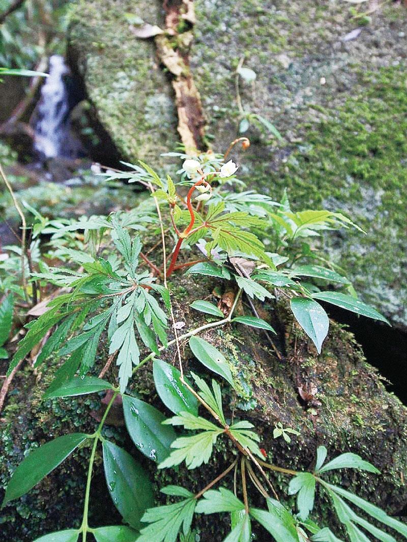 股票華麗家族最新消息深度解讀與分析